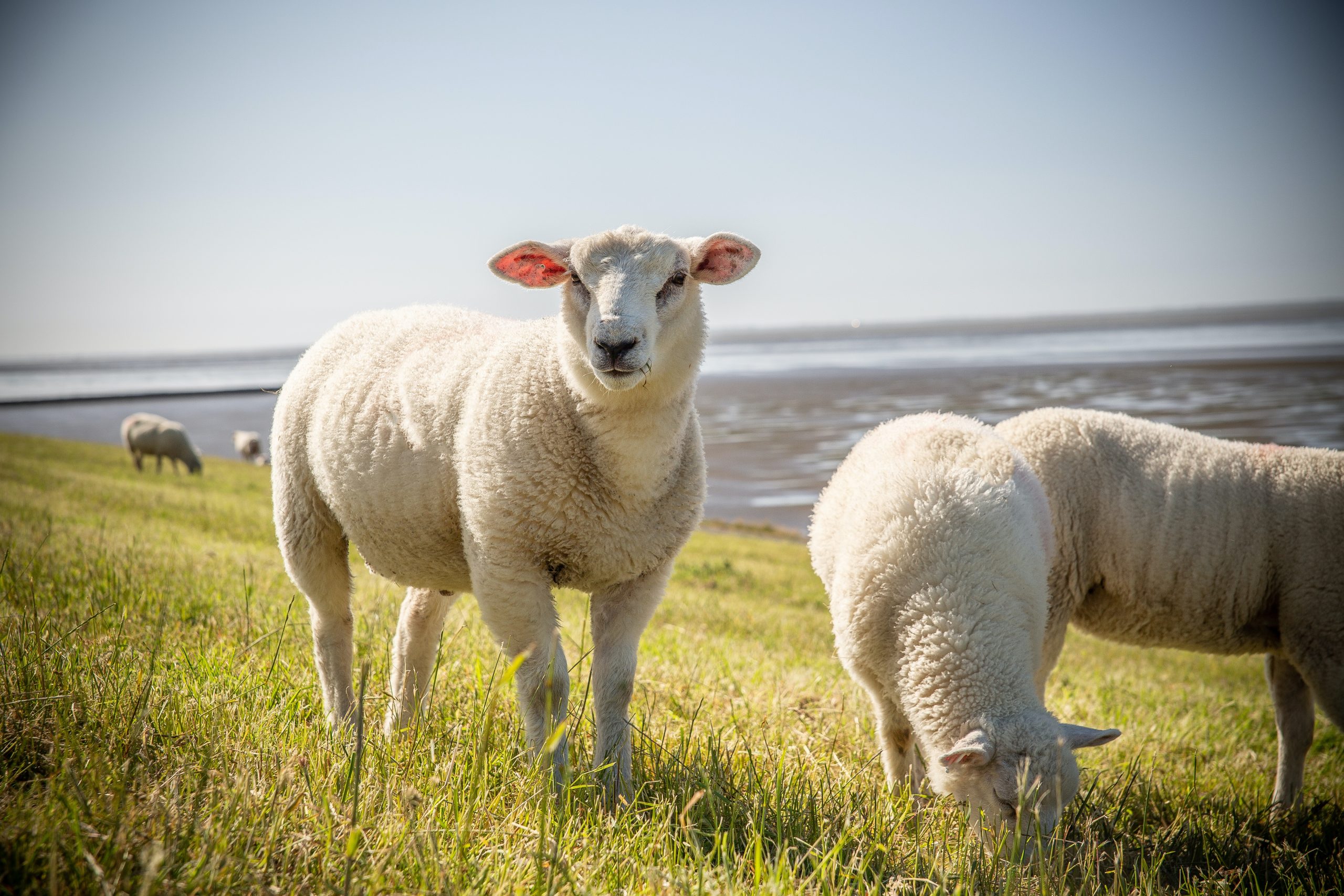 Texelnoordkop schapen texel vervoer en transport